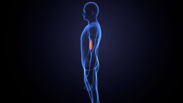 رسم توضيحي للجهاز الهضمي البشري مع الأعضاء المختلفة بما في ذلك الفم والمريء والمعدة والأمعاء